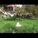 Die Reste der viele Jahre als Tanzbaum genutzten Riesenkastanie in Hitzacker